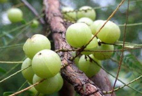 余甘果的产地,余甘果的产地在哪里