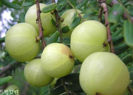 余甘果的正宗腌制方法,怎么腌余甘果