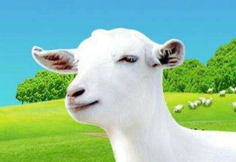 羊奶粉为什么比牛奶粉贵,羊奶粉为什么比牛奶粉贵那么多