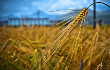 青稞的禁忌人群,青稞功效和禁忌