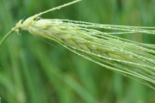 青稞和薏米区别,青稞和青稞米有区别吗