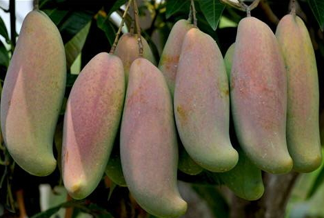 披萨拉丝的技巧,披萨怎么不拉丝