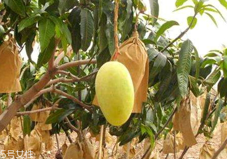 金煌芒的特点,金煌芒的特点描述