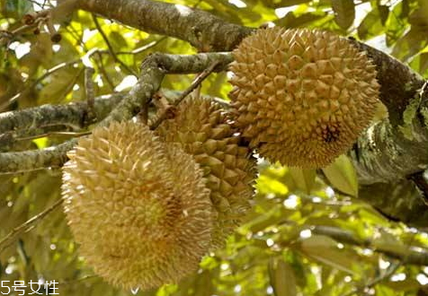 榴莲何时成熟,榴莲的成熟期是多长时间