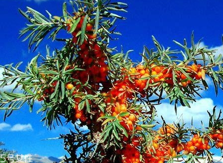 沙棘适合哪些人群服用,沙棘适合哪些人吃
