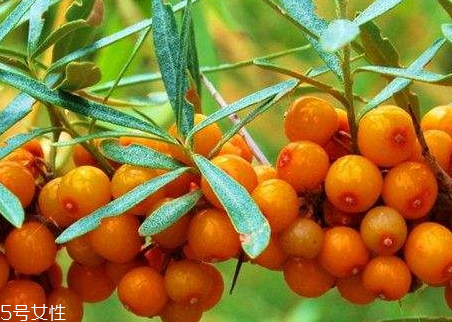 沙棘酒的做法,沙棘酒的做法沙棘果酒的做法