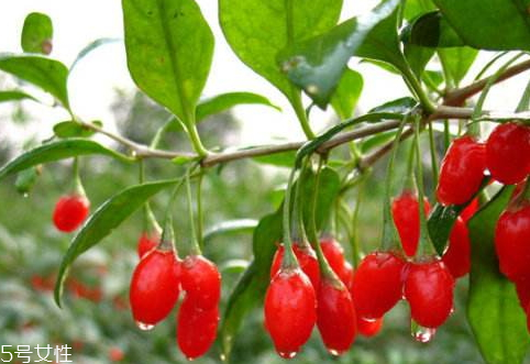 沙棘和枸杞泡酒的功效,沙棘怎么泡酒