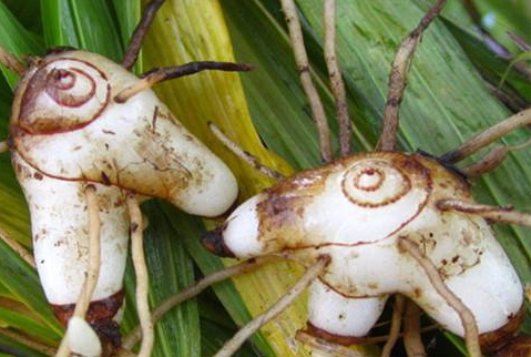 白芨有几个品种哪个价格高,白芨哪个品种最好