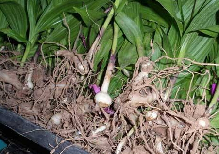 白芨粉治胃病的偏方,中药白芨粉治胃病