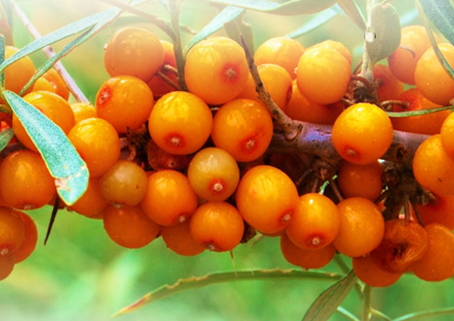采摘沙棘果的专用机器,如何采摘沙棘果 采摘沙棘果的专用机器,如何采摘沙棘果