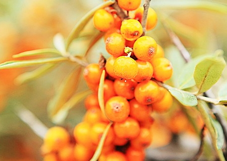 沙棘的营养价值及功效,沙棘的营养价值和药用价值 沙棘的营养价值及功效,沙棘的营养价值和药用价值