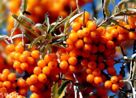 沙棘的食用价值,沙棘的营养价值