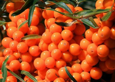 沙棘怎么吃比较好,沙棘怎么吃最养肝