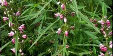 鲜牛奶做酸奶,怎样用纯牛奶做酸奶 鲜牛奶做酸奶,怎样用纯牛奶做酸奶