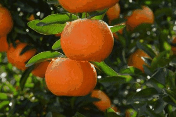 椪柑和橘子哪个好吃(椪柑和橘子哪个好吃)