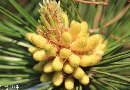 松花粉每天吃多少合适,松花粉怎么吃效果最好