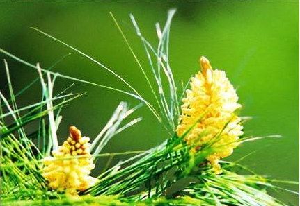 松花粉的特点和作用表现,松花粉的特点