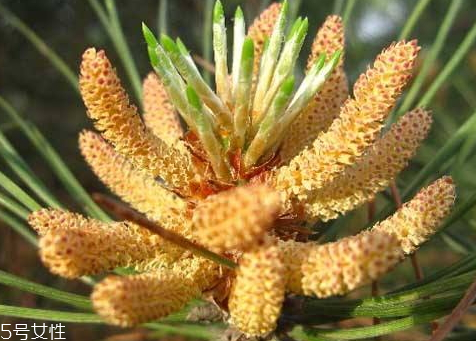 松花粉怎么保存最好,松花粉怎么保存