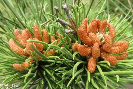 松花粉泡酒方法,松花粉泡酒的功效和作用及食用方法