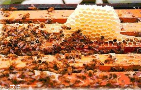 蜂胶是怎么形成的,蜂胶是什么做的它的成分是什么