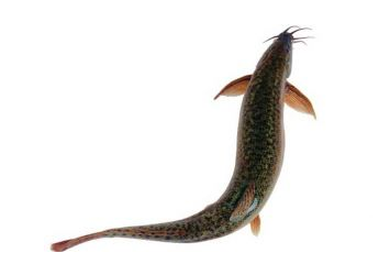 酱牛肉的热量高吗,酱牛肉热量高吗,适合减肥吗