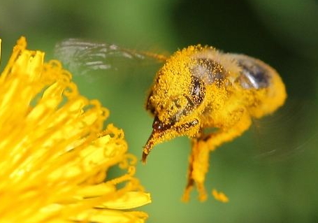 蜂花粉泡酒的方法,花粉酒制作方法