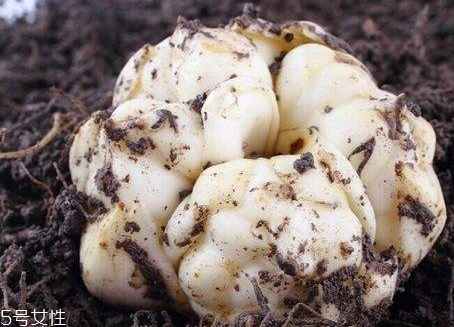 食用百合几月份种植最好,百合的吃法和功效