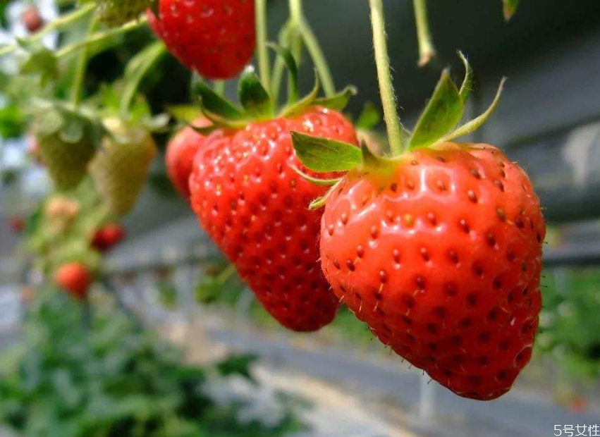 冬季草莓什么时候上市,草莓春节上市什么时候种