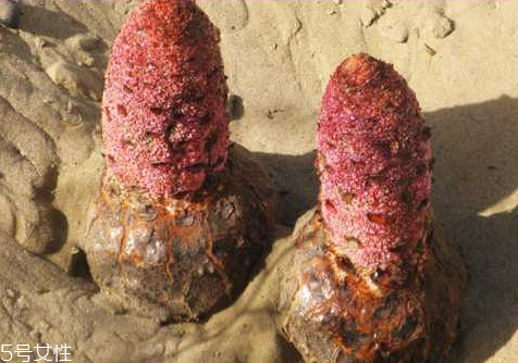 肉苁蓉怎么挖最好,肉苁蓉怎么挖掘