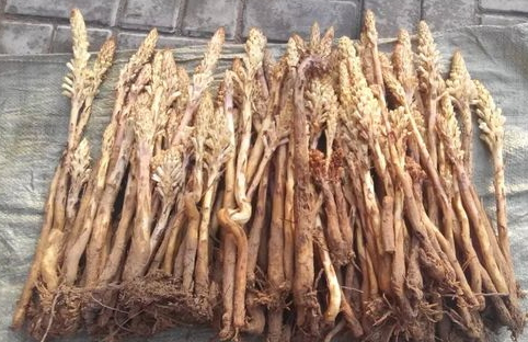 肉苁蓉怎么泡水喝效果更好,肉苁蓉怎样泡水喝最好