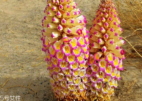 肉苁蓉价值及功效,肉苁蓉营养价值及功效