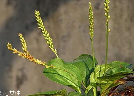 腐竹用什么水泡快一点,腐竹用什么水泡比较快 腐竹用什么水泡快一点,腐竹用什么水泡比较快