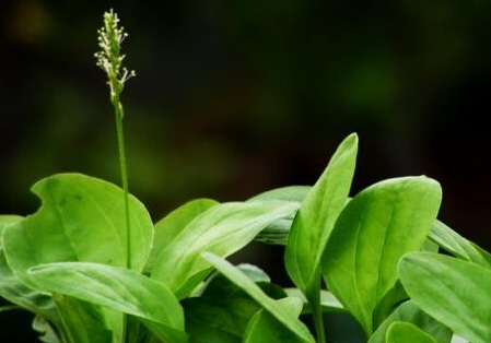 车前草怎么采摘,车前草采摘的最佳时间 车前草怎么采摘,车前草采摘的最佳时间