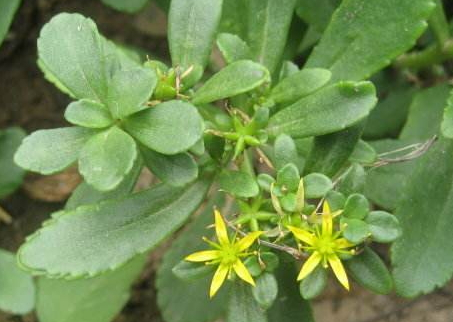 土三七中毒怎么办,土三七中毒能治好吗