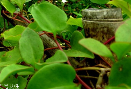 乳鸽汤用什么材料煲好?,乳鸽煲汤用什么材料 乳鸽汤用什么材料煲好?,乳鸽煲汤用什么材料