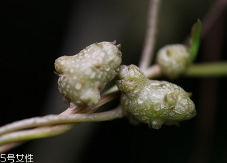 柚子籽可以吃吗有毒吗,买柚子怎么选才好吃