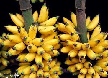 仙人蕉的功效和作用,仙人果的功效和禁忌