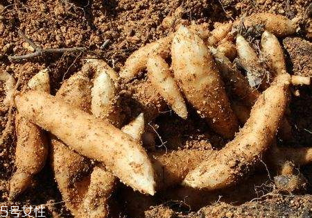 天麻什么品种最好,怎么样的天麻才是好的