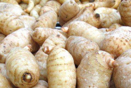 新鲜天麻可以每天吃吗,天麻吃了有什么作用