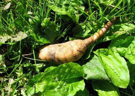 牛奶红豆汤的做法和功效,牛奶红豆汤的做法