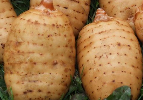 天麻的营养价值和功效,天麻有什么功效?