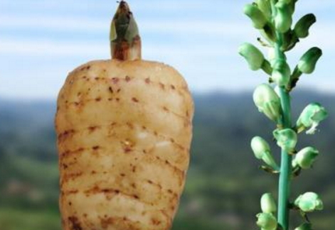 雪莲果甜不甜,雪莲果甜不甜,适合糖尿病人吃吗