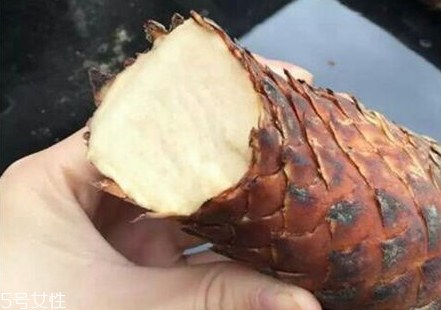 锁阳的泡酒方法,锁阳泡酒的正确方法