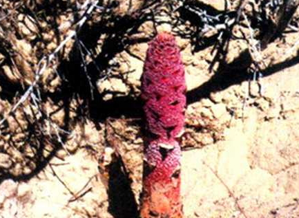 锁阳怎么吃最壮阳,锁阳能壮阳吗怎么吃能壮阳