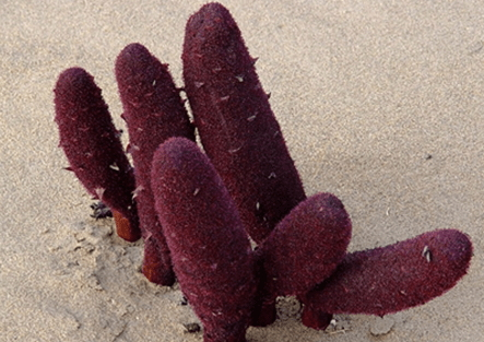 锁阳生长在什么地方什么时间,锁阳在哪里生长 锁阳生长在什么地方什么时间,锁阳在哪里生长