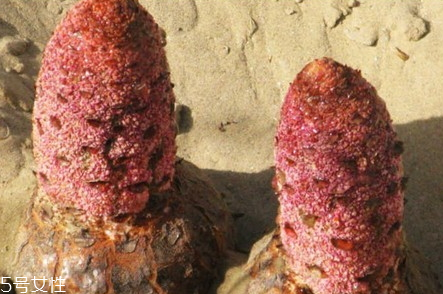 鱼头豆腐汤里可以放萝卜吗,鱼头汤可以放萝卜和豆腐吗