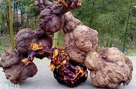 何首乌长什么样子图片,何首乌长什么样子图片 开花结果