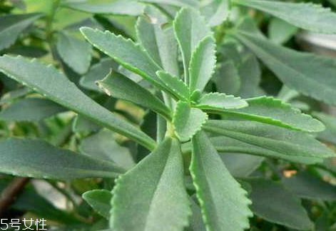 真正的野三七是啥样的,野三七图片