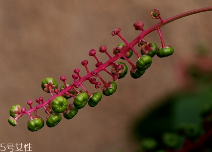 商陆的茎能吃吗,商陆是什么植物根部能吃吗