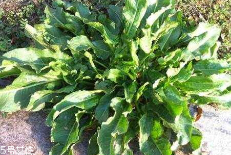 土大黄泡水喝的方法,土大黄作用